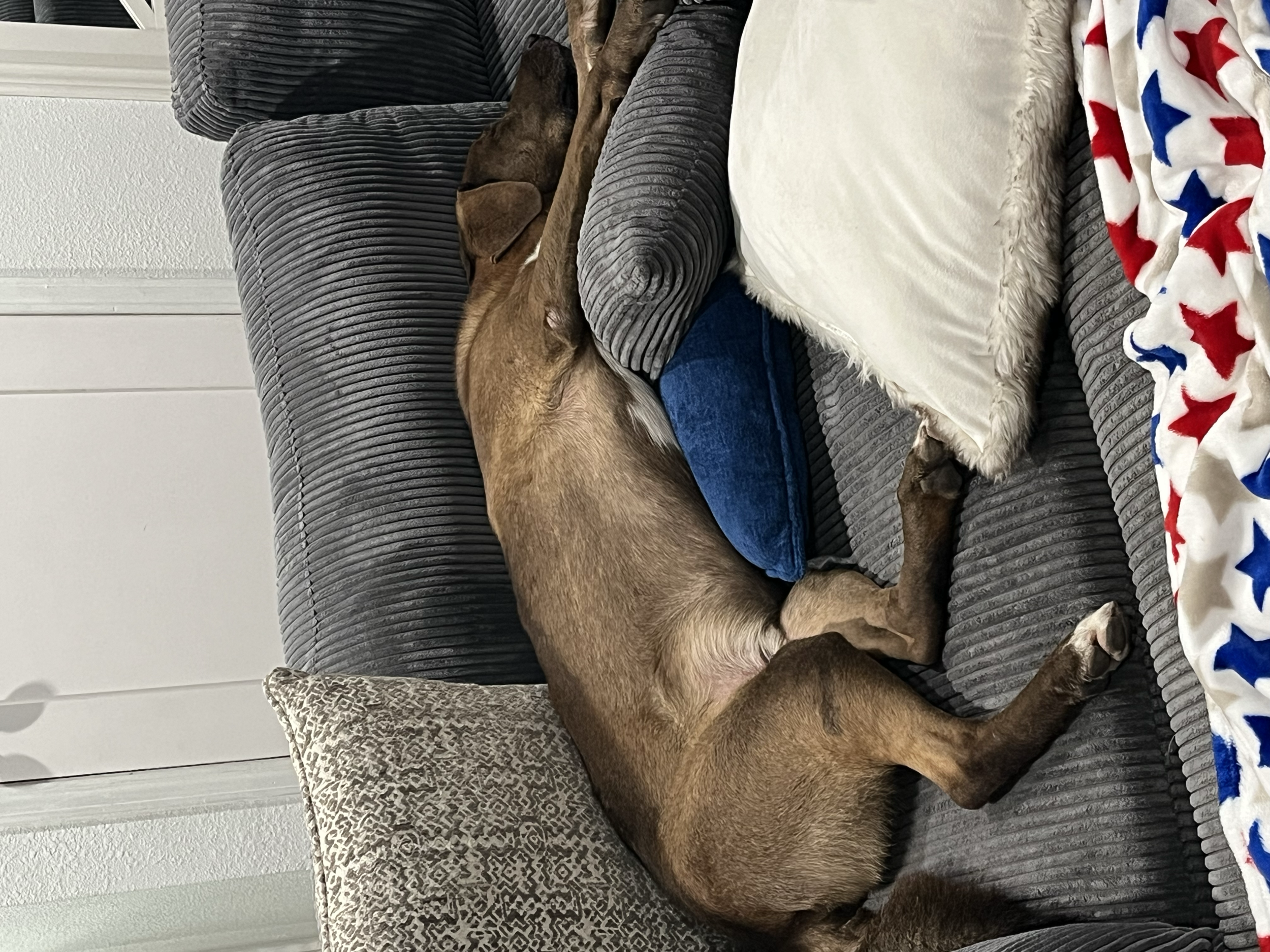 Bill's dog